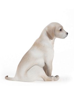 3D宠物模型：白色小狗 Dogs 3D models - C4D之家 - 20121218083541788.jpg