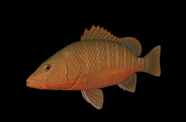 海洋鱼模型：红笛鲷3D模型 Mangrove Rad Snapper - C4D之家 - cinema4d_ 2014-01-02 上午12.42.06.jpg