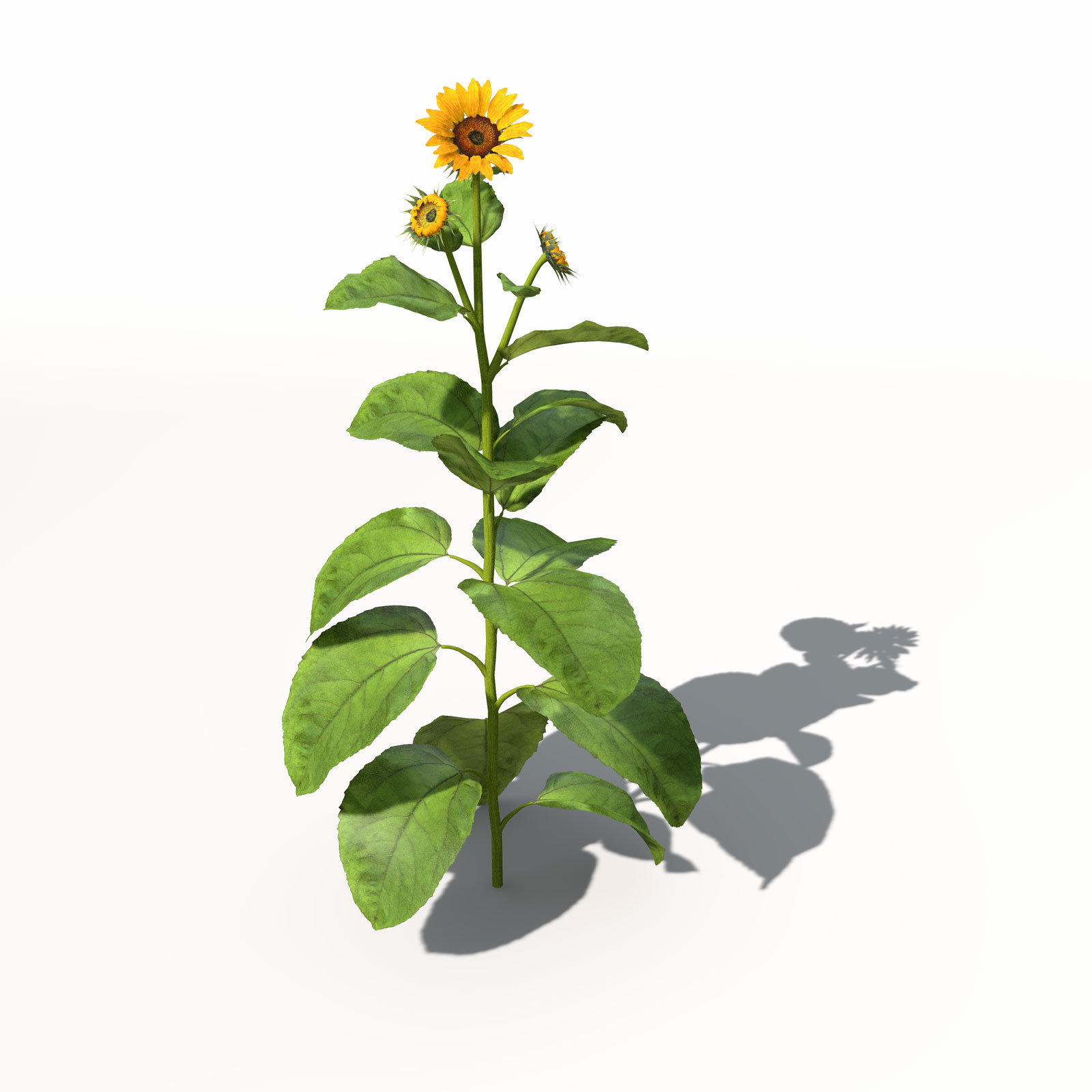 向日葵C4D模型 Sunflower 3dmodel 006 - C4D之家 - VG14_Perspective_0006.jpg