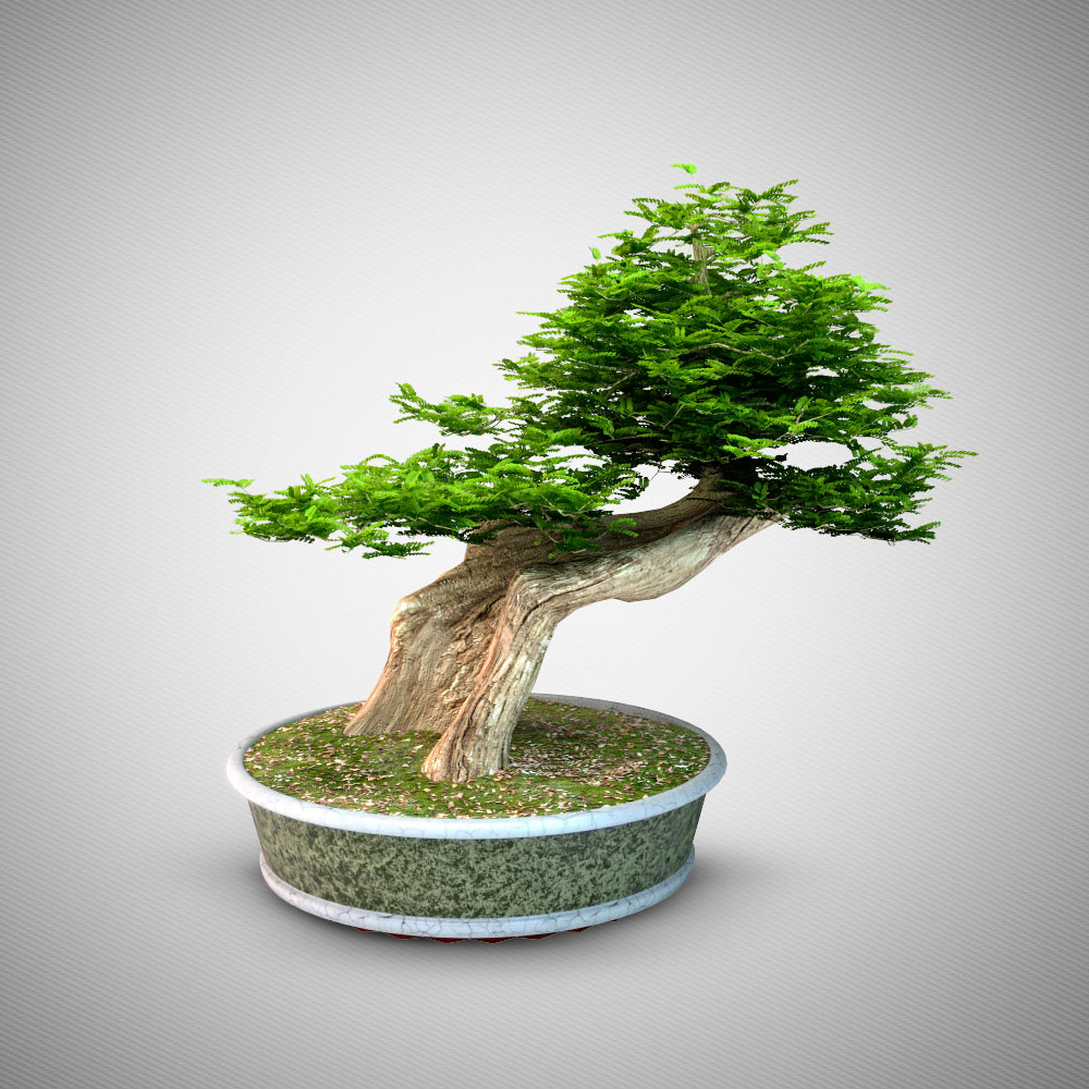 老树、枯树盆景景观3D模型（C4D/MAX） - C4D之家 - 004.jpg