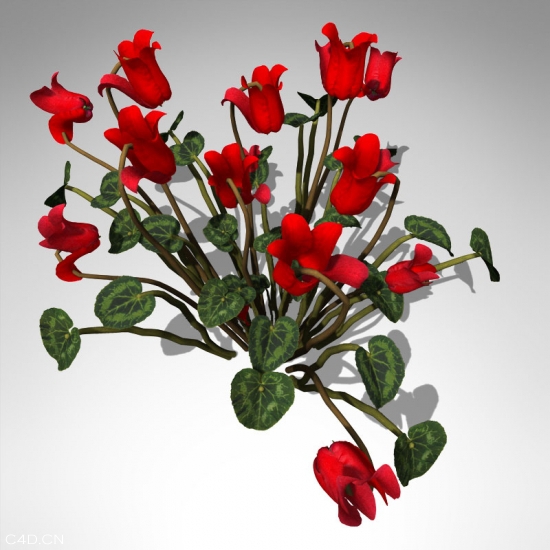 仙客来C4D模型 Cyclamen 3d model - C4D之家 - FL05-cyclamen-3_550x550.jpg