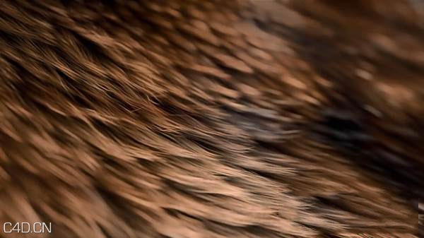 C4D动物毛发教程 Create Realistic Animal Fur - C4D之家 - Cinema-4D-Creating-Realistic-Animal-Fur-Tutorial.jpg