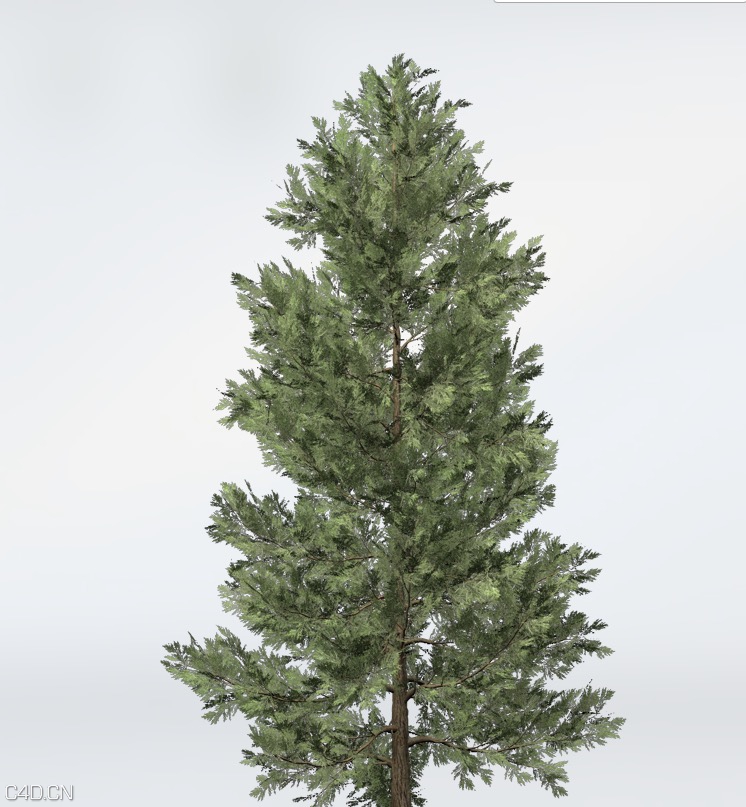 柏树C4D模型 Incense Cedar - C4D之家 - cinema4d_ 2015-06-11 23.49.42.jpg