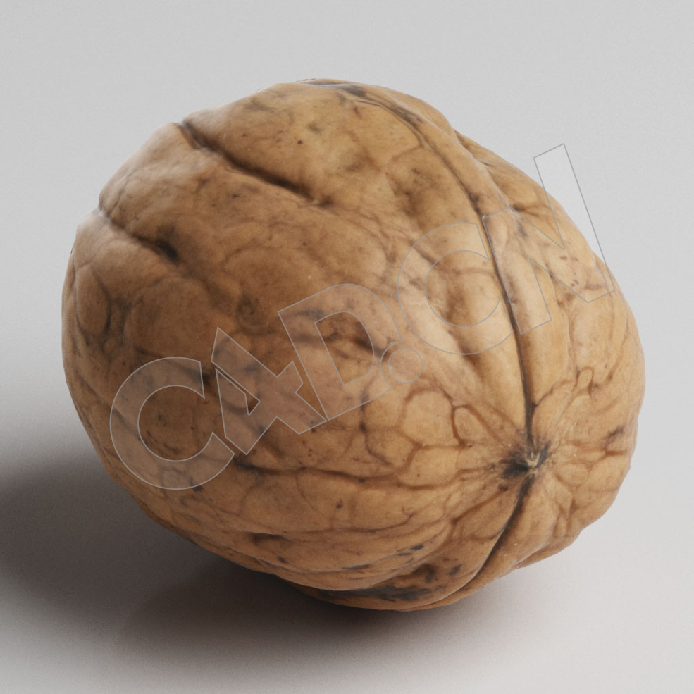 C4D去皮的干核桃坚果模型 Nuts - C4D之家 - 46.jpg