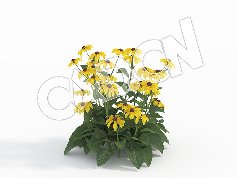 C4D多株金光菊黑眼菊花卉模型 Rudbeckia_G