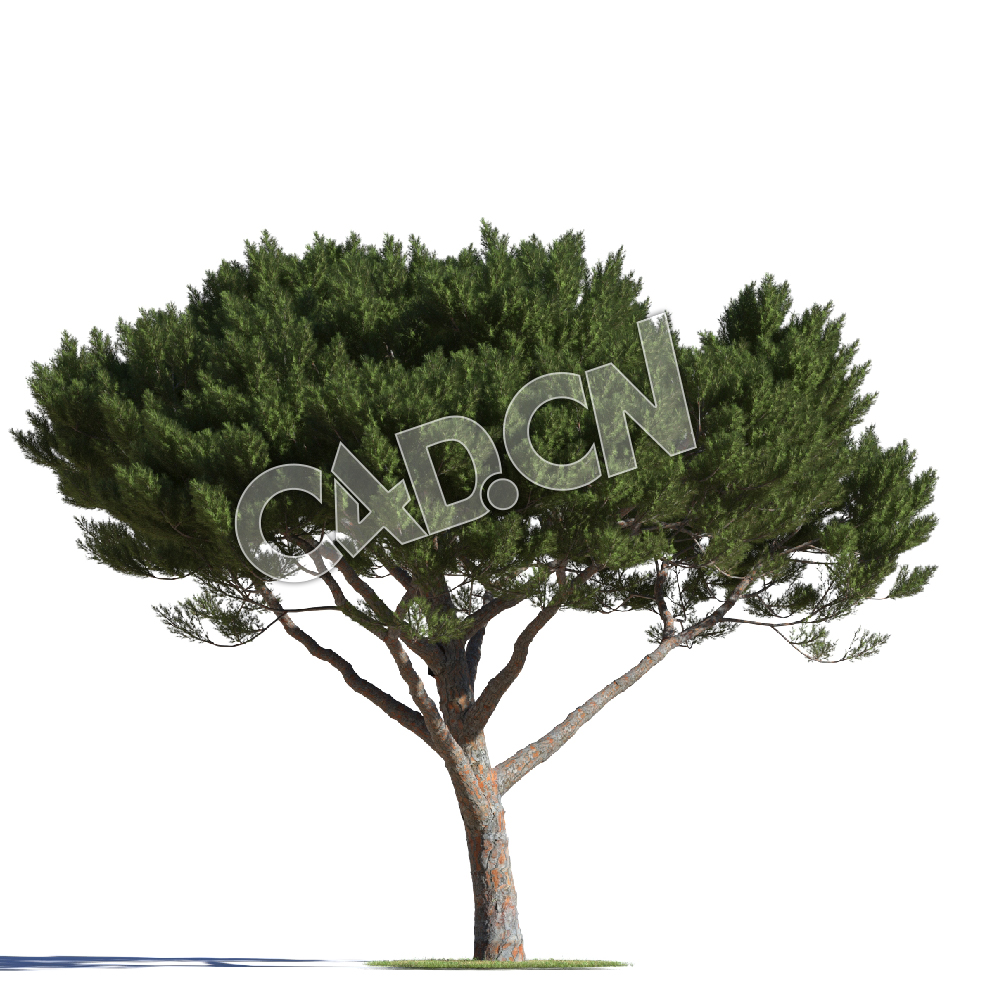 C4D石松松树模型 Pinus pinea 3d model - C4D之家 - AM219_013_Pinus_pinea.jpg
