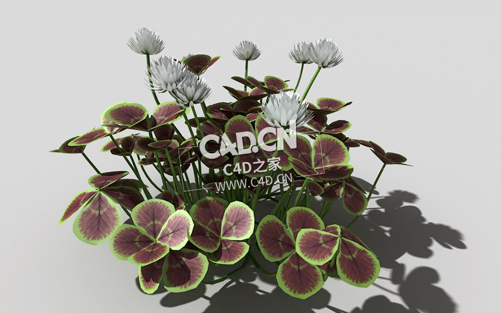 青铜色的荷兰四叶草植物C4D模型 bronze-clover-g 3d model - C4D之家 - 25bronze-clover-g-01.jpg