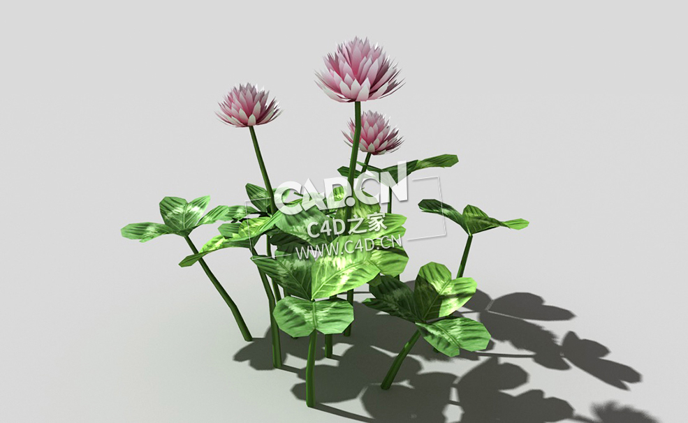 三叶草植物C4D模型 clover-a3 3d model - C4D之家 - 35clover-a3-01.jpg