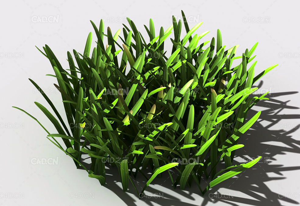 草坪草地绿草植物C4D模型 lawn-grass-b2 - C4D之家 - 24.jpg