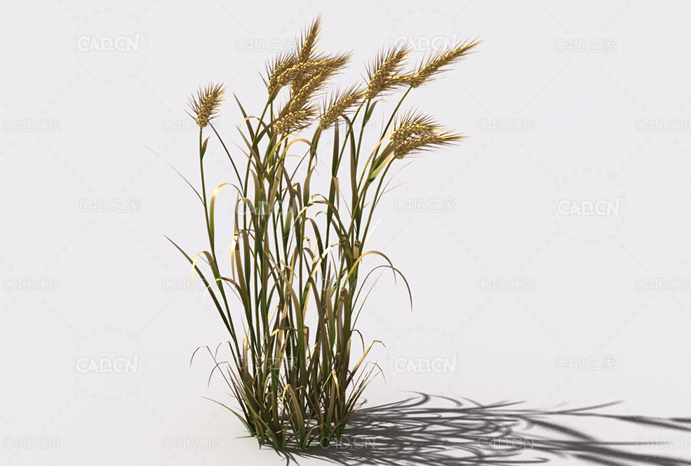 小麦植物C4D模型 wheat-a2 - C4D之家 - 122.jpg