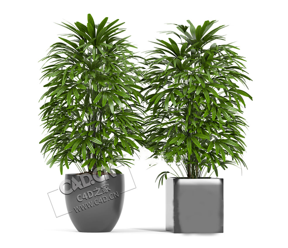 2盆公司大厅绿植装饰植物盆栽棕竹模型