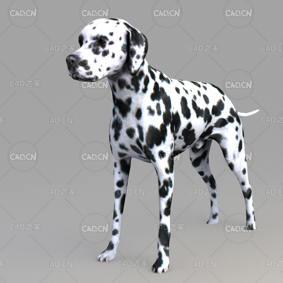 斑点狗 Dog_body - C4D之家 - 06.jpg