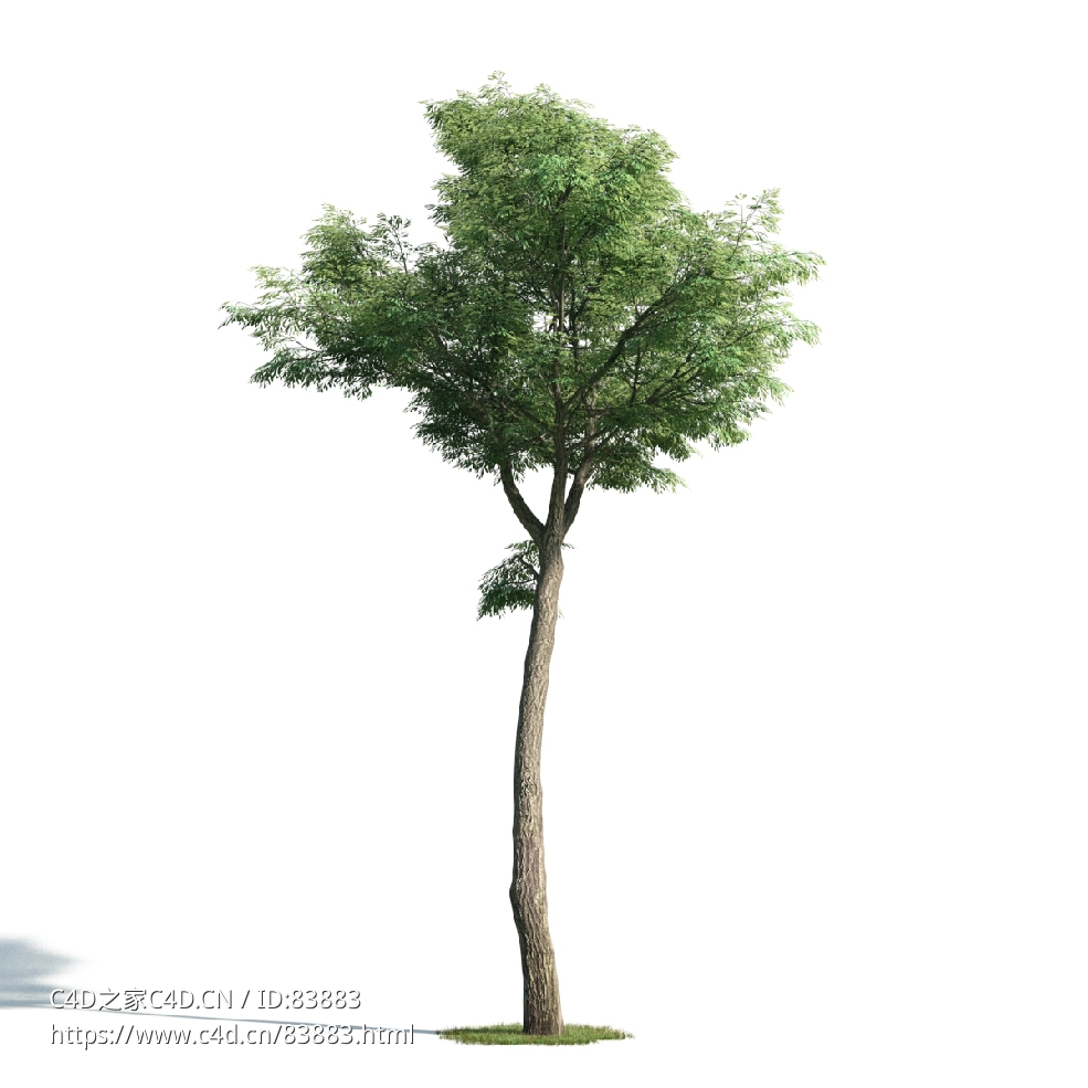景观树木：柠檬桉树三维模型plant-48 - C4D之家 - 048.jpg