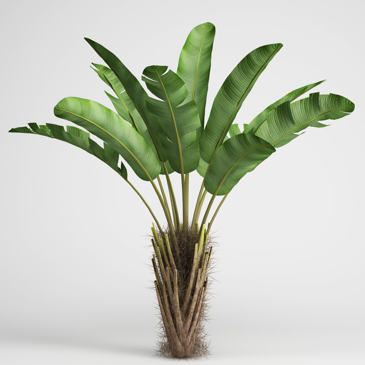 [MAX]热带海滩植物3D模型 CGAxis Models Volume 15 – Exotic plants - C4D之家 - cgaxis_models_15_08.jpg