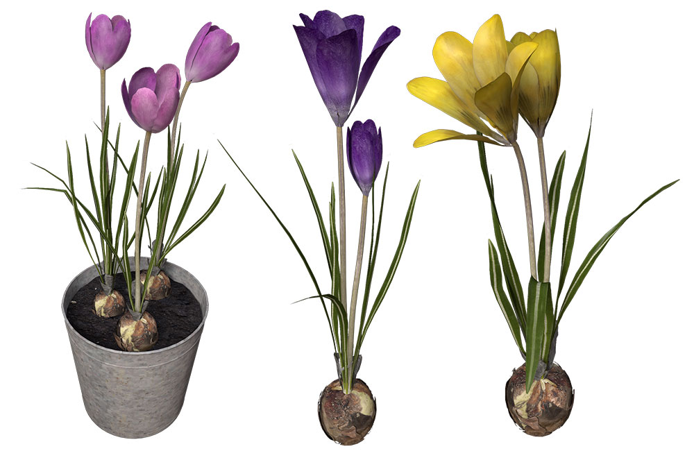 番红花C4D模型 Crocus 3d model - C4D之家 - FL43_Perspective_01.jpg