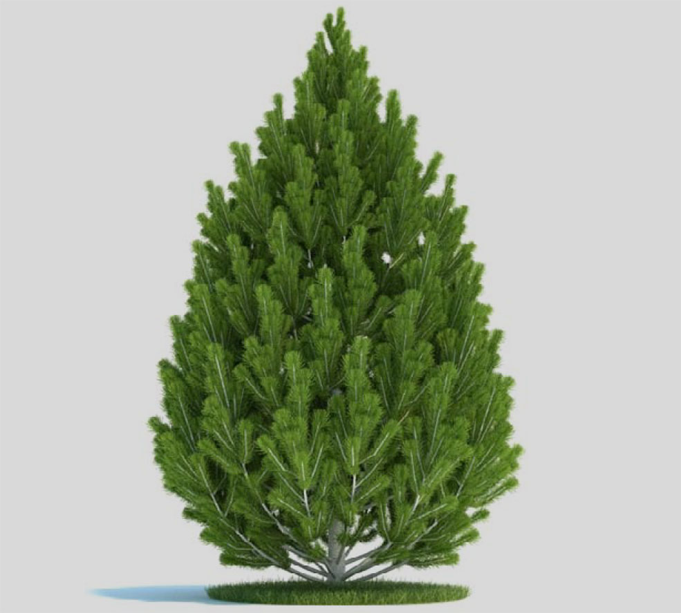 松果树 白皮松 油松C4D模型 Pinus leucodermis - C4D之家 - 未标题-1.jpg