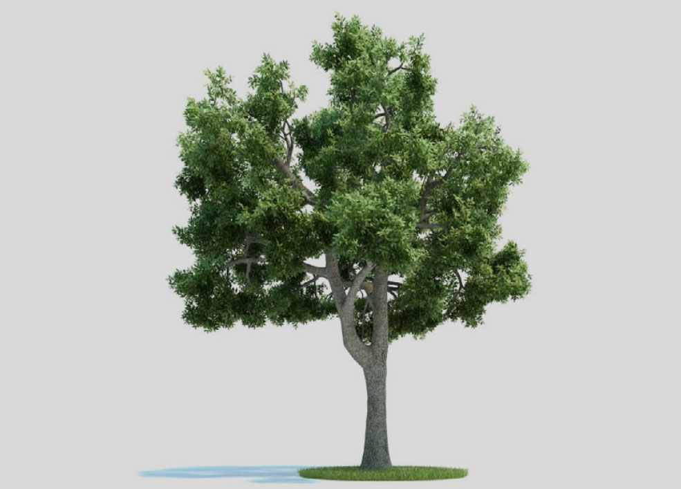 白蜡树 景观树C4D模型 Fraxinus - C4D之家 - 未标题-1.jpg