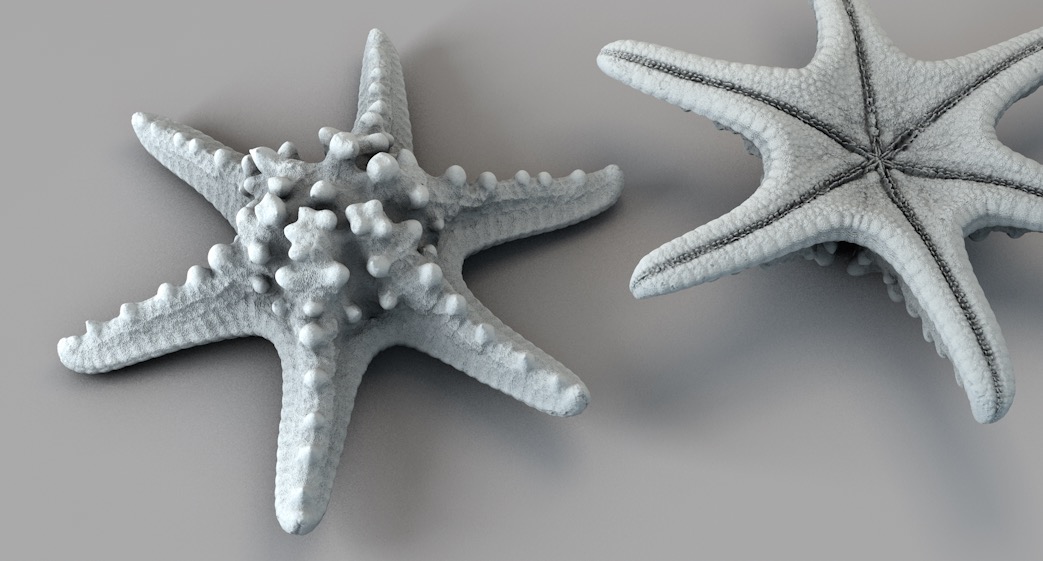 六角海星C4D模型 Horned Sea Star - C4D之家 - 屏幕快照 2017-11-06 22.19.56.jpg