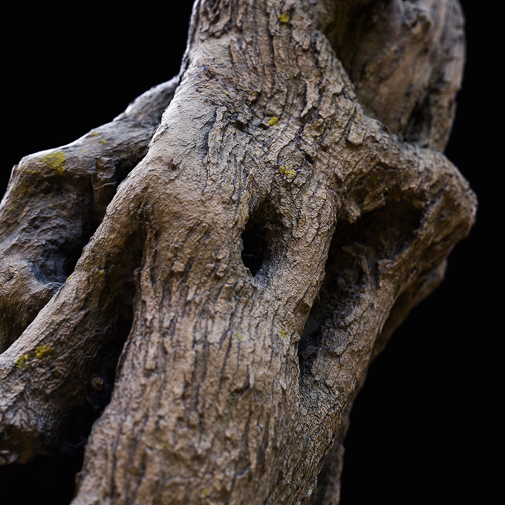 C4D Octane树根写实渲染模型 Tree Trunk - C4D之家 - Tree-Trunk-4.jpg
