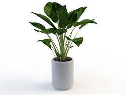 室内装饰植物C4D模型(01) Interior plants 3d model