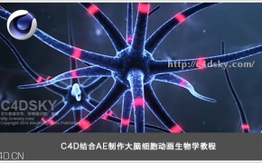 C4D结合AE制作大脑细胞活动动画生物学教程含工程文件