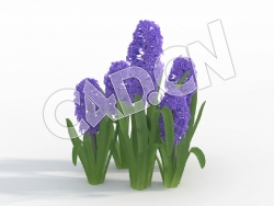 C4D蓝色风信子模型 Hyacinthus_J