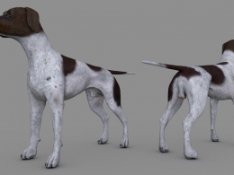 德国短毛指示犬C4D模型 dog German Shorthair 3d model