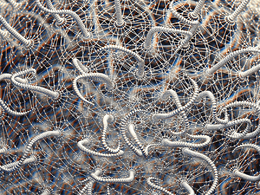 C4D实用工程第122季：金属寄生虫创意C4D工程文件 c4d project