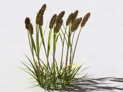 提摩西草猫尾草植物C4D模型 timothy-grass-c2