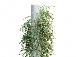 圆柱上的爬藤植物红心吐金C4D模型 Abutilon megapotamicum