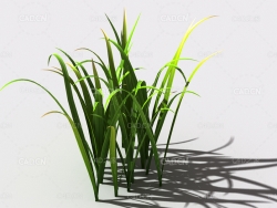 野草植物C4D模型 wild-grass-j2