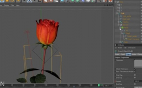 Xfrog 5 for Cinema 4D 植物生长教程 Modeling a rose with xfrog 5 for cinema4d
