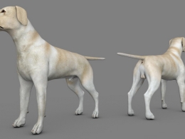 导盲犬 搜救犬 黄色拉布拉多宠物狗C4D模型 dog Labrador Yellow 3d model
