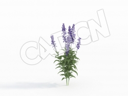 C4D鼠尾草石见穿花卉模型 Salvia_B