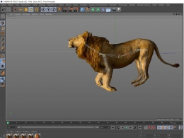lion