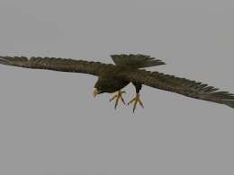 飞翔的老鹰C4D模型  Eagle 3D Model