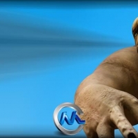 C4D肌肉系统讲解视频教程 Digital-Tutors Utilizing the Muscle System in CINEMA 4D