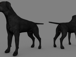 宠物狗 黑色小狗 黑色拉布拉多犬C4D模型 dog Labrador Black 3d model