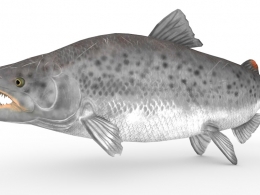 史前生物：钉齿鲑鱼C4D模型（5套/含绑定动画）Salmon 3d model）