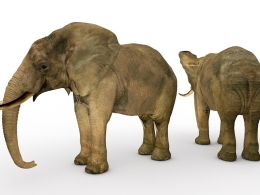 大象C4D模型 Elephant 3d model