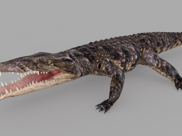 鳄鱼C4D模型 crocodile 3d model